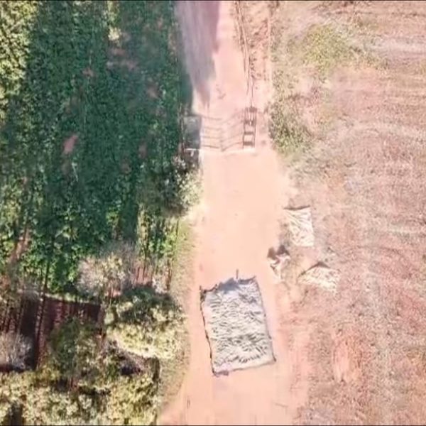 Denuncian que siguen hurtando producción de chía en Villa Ygatimí